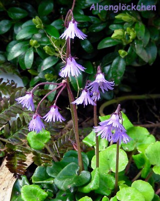 Alpenglöckchen w.jpg