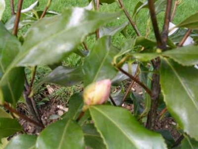 PICT0733.JPG