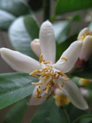 zitronenblüte2.JPG