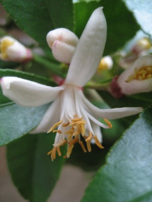 zitronenblüte.JPG