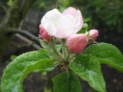 Apfelblüte mit Wasser.jpg
