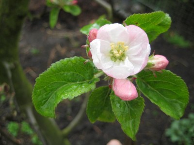 Apfelblüte.jpg