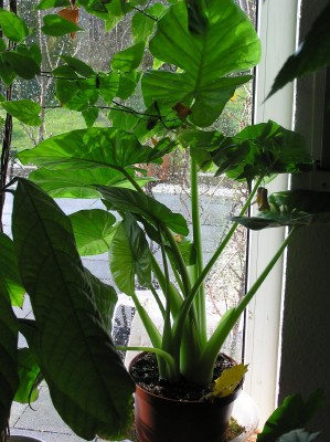 Elefantenohr 140408.jpg