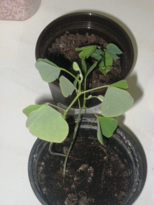 Bau.monandra.u.hokkerii.JPG