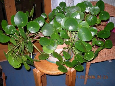 DSCN0476.JPG