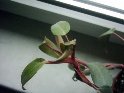 Philodendron.JPG
