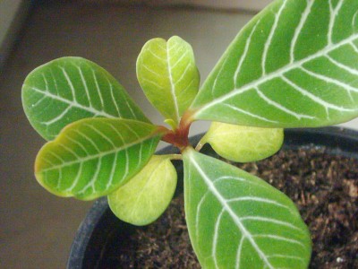 Euphorbia leuconeura.JPG