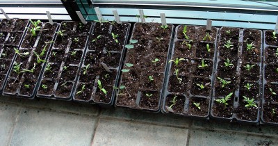 einige Sämlinge w.jpg