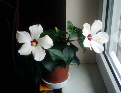 16.04. (3) - Kopie.JPG