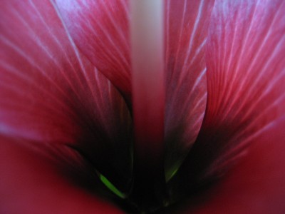 hibscus rosaweiß detail.JPG