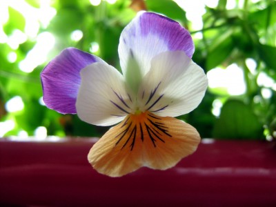 2008-04-16 019.jpg