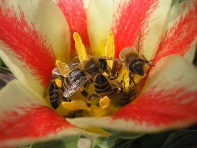 beeg1.jpg
