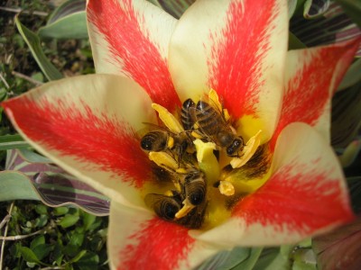 bee1.jpg