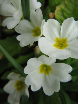blüte2.jpeg