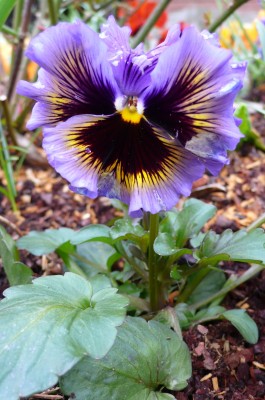 Stiefmütterchen blau April08.jpg