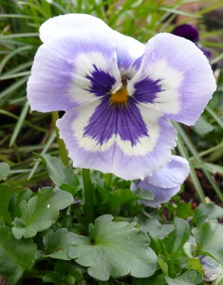 Stiefmütterchen April08.jpg