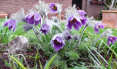 Kuhschelle April08-999.jpg