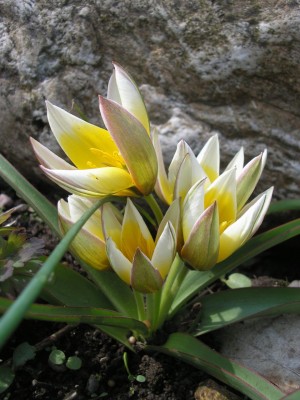 tulipa tarda1.jpg