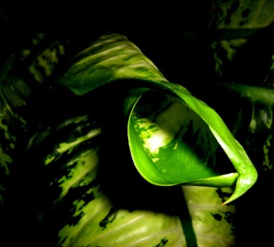 dieffenbachia.jpg