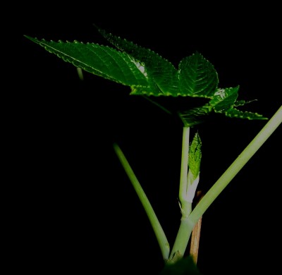 ricinus2.jpg