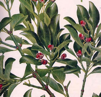 Euonymus.JPG