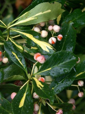 euonymus_frukt.jpg
