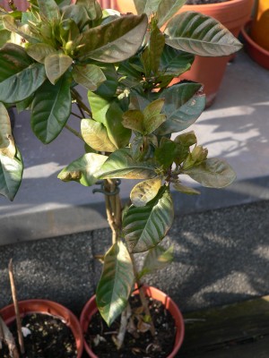 unbekannte Blume1.JPG