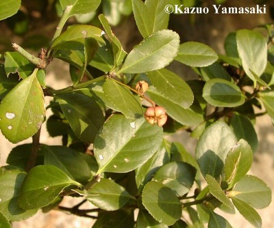 Euonymus yamas536.jpg