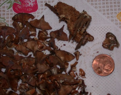 DSCN9771.JPG