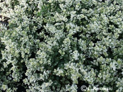 Euonymus fortunei Silverstone.jpg