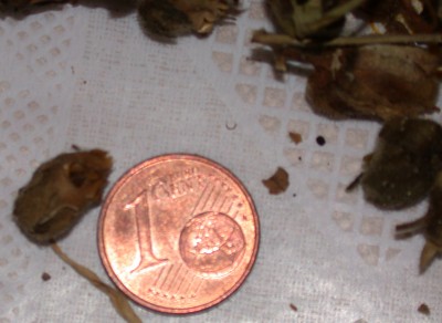 DSCN9778.JPG