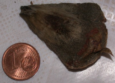 DSCN9781.JPG