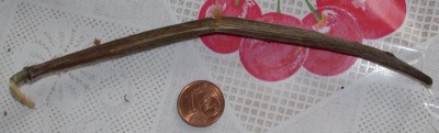 DSCN9783.JPG