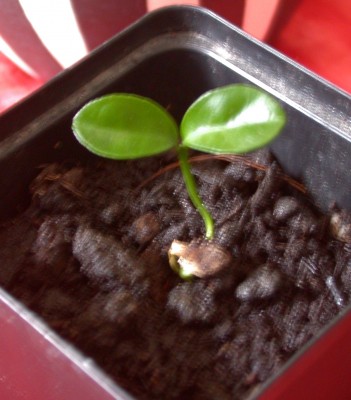 DSCN9797.jpg