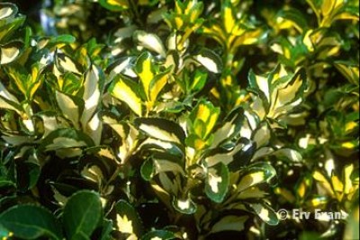 euon_jap-goldmaiden.jpg