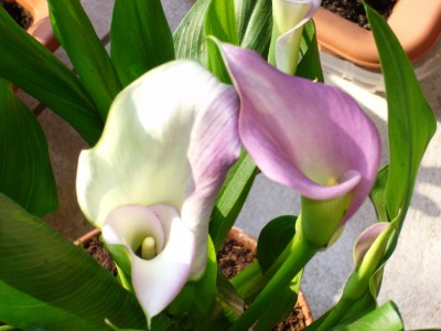 calla 003.jpg