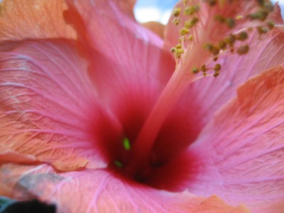 hibiscus rosaorange detail.JPG
