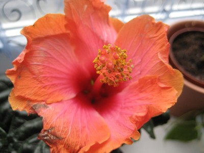 hibiscus rosaorange 2.JPG