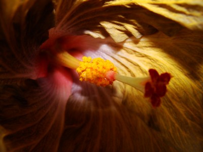 hibiscus008Kopie.jpg