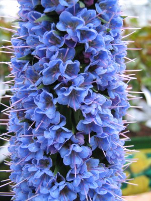 Echium webbii Macro.JPG