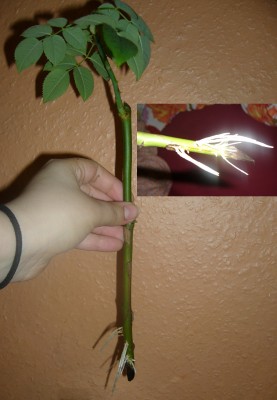 rose mit wurzeln.jpg