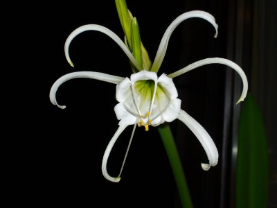 ismene festalis 004.jpg