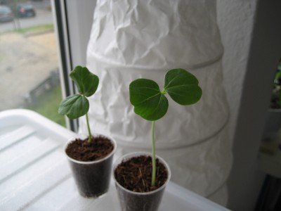 tee hibiskus.JPG
