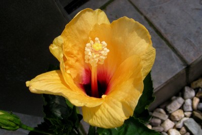 gelb-roter Hibi.jpg