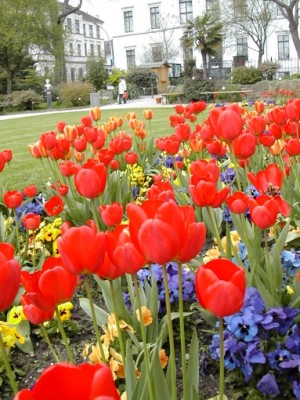 TulpenBotGarten.jpg