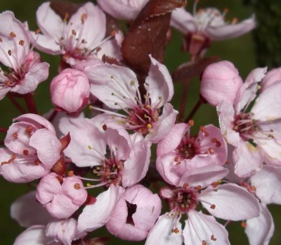 CIMG2731 - Kopie.JPG