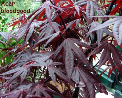 Acer bloodgood w.jpg