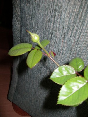 IMGP3117.JPG