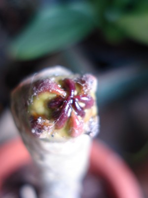 Frangi Bali Steckl_1.JPG