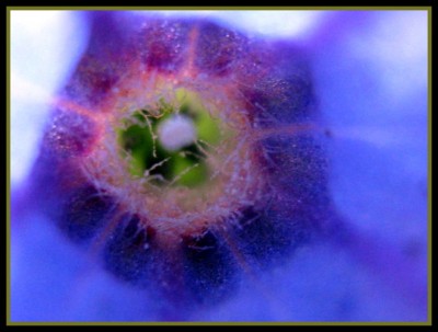 Lungenkraut -  Pulmonaria officinalis und Pulmonaria'Trevi Fountains 'Ogon'.JPG